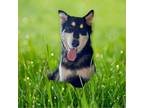 Adopt Koda a Black - with White Alaskan Malamute / Mixed dog in Tucson