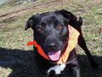 Adopt Foxy a Black - with White Australian Kelpie / Border Collie / Mixed dog in