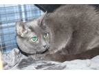 Adopt Pearl a Gray or Blue Domestic Shorthair (short coat) cat in House Springs
