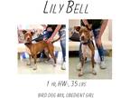 Adopt Lily Bell a Mixed Breed (Medium) / Mixed dog in Albany, GA (40789328)