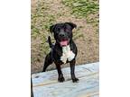 Adopt Crooks a Black - with White Mixed Breed (Large) / Mixed dog in Colonial