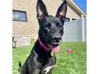 Adopt Pixie a Black Shepherd (Unknown Type) / Mixed dog in Naperville