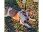 Adopt Frida a White Australian Cattle Dog / Mixed Breed (Medium) / Mixed (short