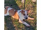 Adopt Frida a White Australian Cattle Dog / Mixed dog in Winchester