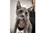 Adopt Prescott a Gray or Blue Domestic Shorthair / Domestic Shorthair / Mixed