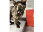 Adopt Pickett a All Black Domestic Shorthair / Domestic Shorthair / Mixed cat in