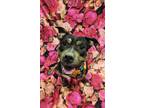Adopt Armani a Black American Pit Bull Terrier / Mixed dog in Lafayette