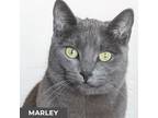 Adopt Marley a Gray or Blue Domestic Shorthair (short coat) cat in Etobicoke