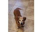 Adopt Rosie a Red/Golden/Orange/Chestnut Dachshund / Mixed dog in Tucson