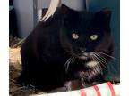 Adopt Ben a Black (Mostly) Domestic Shorthair (short coat) cat in Greeneville