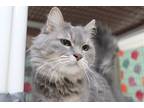 Adopt Luna a Gray or Blue Domestic Longhair (long coat) cat in House Springs