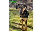 Adopt Pisces a Black Hound (Unknown Type) / Mixed Breed (Medium) / Mixed (short