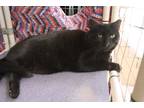 Adopt Diablo a All Black Domestic Shorthair (short coat) cat in House Springs
