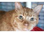 Adopt Beau a Orange or Red (Mostly) Domestic Shorthair (short coat) cat in House