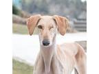 Adopt Jack a Tan/Yellow/Fawn Saluki / Mixed dog in King City, ON (40776911)