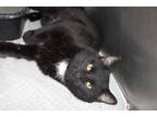 Adopt Frederick a Black (Mostly) Domestic Shorthair (short coat) cat in House