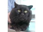 Adopt Bubs a All Black Domestic Shorthair (short coat) cat in House Springs