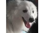 Adopt Luke-St. Louis, MO a White American Eskimo Dog / Mixed dog in St.