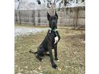 Adopt Thanos (aka Louie 24-002) a Black Great Dane / Mixed dog in Inver Grove