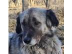 Adopt TOCIE (Mid-East) yo a Brown/Chocolate - with Black Shepherd (Unknown Type)