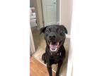 Adopt Kevin Daltos Jr. a Black Labrador Retriever / Mixed dog in Peachtree