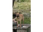 Adopt Izzy a Brown/Chocolate Shepherd (Unknown Type) dog in Osgood