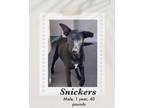 Adopt Snickers a Black - with White Labrador Retriever / Dutch Shepherd dog in