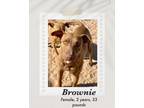 Adopt Brownie a Brindle Weimaraner / Vizsla dog in Lukeville, AZ (40765721)