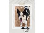 Adopt Misty a White - with Black Rat Terrier / Australian Cattle Dog dog in