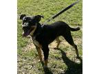 Adopt Roxie a Black - with Tan, Yellow or Fawn Terrier (Unknown Type