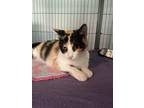 Adopt Pumpkin a Calico or Dilute Calico Calico / Mixed (short coat) cat in