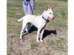 Adopt Blondie a White Shepherd (Unknown Type) / Whippet / Mixed dog in Hilltop