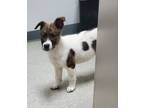 Adopt Allysa a White - with Brown or Chocolate Terrier (Unknown Type