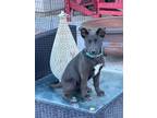 Adopt Dill Rosharon a Black Labrador Retriever dog in Provo, UT (40786398)