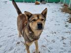 Adopt Gongyoo a Brown/Chocolate - with Black Norwegian Elkhound / Jindo / Mixed