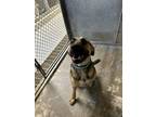 Adopt Gaston a Brown/Chocolate - with Black German Shepherd Dog dog in Linton