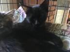 Adopt Boone a All Black Domestic Shorthair / Mixed cat in Central Islip