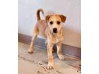 Adopt Woody a Tan/Yellow/Fawn Shepherd (Unknown Type) / Mixed Breed (Medium) dog