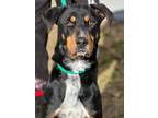 Adopt Titan a Doberman Pinscher / Mixed dog in Jackson, MS (40787148)