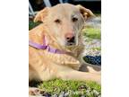 Adopt Rivers a Labrador Retriever / Mixed dog in Jackson, MS (40787147)