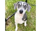 Adopt Archie a Gray/Silver/Salt & Pepper - with White Dachshund / Beagle dog in