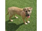 Adopt Maggie a Tan/Yellow/Fawn Mixed Breed (Medium) dog in Vail, AZ (40347219)