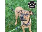 Adopt Margeaux a Brown/Chocolate Mixed Breed (Large) / Mixed dog in Tangent