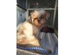 Adopt Millie a White Shih Tzu / Mixed dog in Everman, TX (40785445)