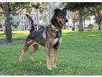 Adopt Vasco a German Shepherd Dog / Mixed dog in San Gabriel, CA (38370042)