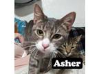 Adopt Asher a White (Mostly) Domestic Shorthair cat in Cleburne, TX (40785513)
