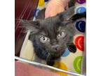 Adopt Grimm (Not Available) a All Black Domestic Longhair / Domestic Shorthair /