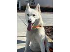 Adopt ALASKA a White Husky / Mixed Breed (Medium) / Mixed (short coat) dog in