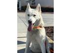 Adopt ALASKA a White Husky / Mixed dog in Huntington Beach, CA (40774752)