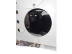 Adopt Nosferatu *Barn Cat* a All Black Domestic Shorthair / Domestic Shorthair /